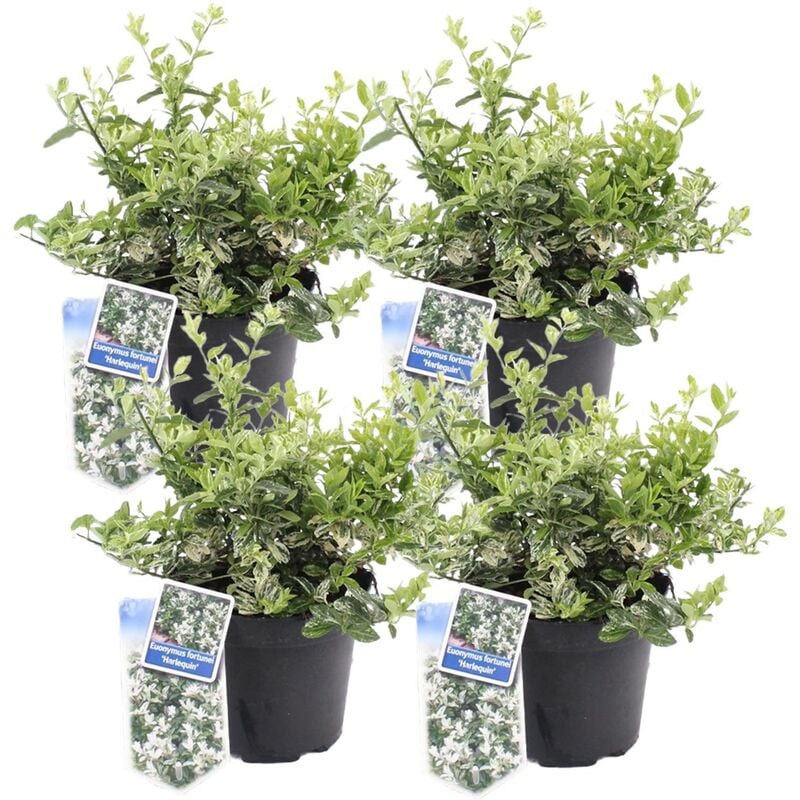 Plant In A Box - Euonymus Harlequin - Set de 4 - Euonymus fortunei - Pot 17cm - Hauteur 20-30cm - Vert