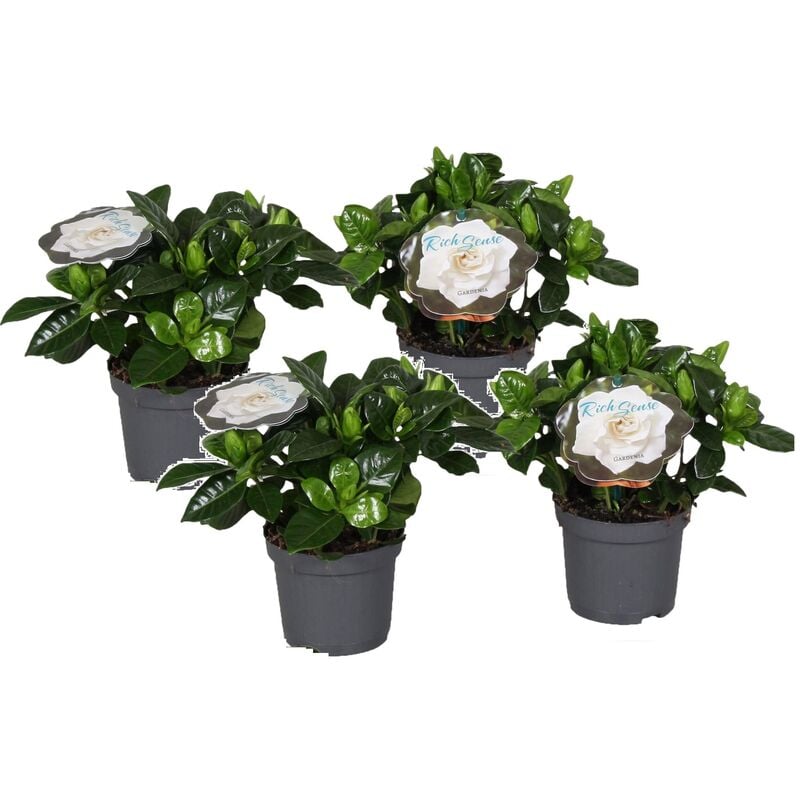 Plant In A Box - Gardenia Jasminoides - Set de 4 - Pot 13cm - Hauteur 20-30cm - Blanc