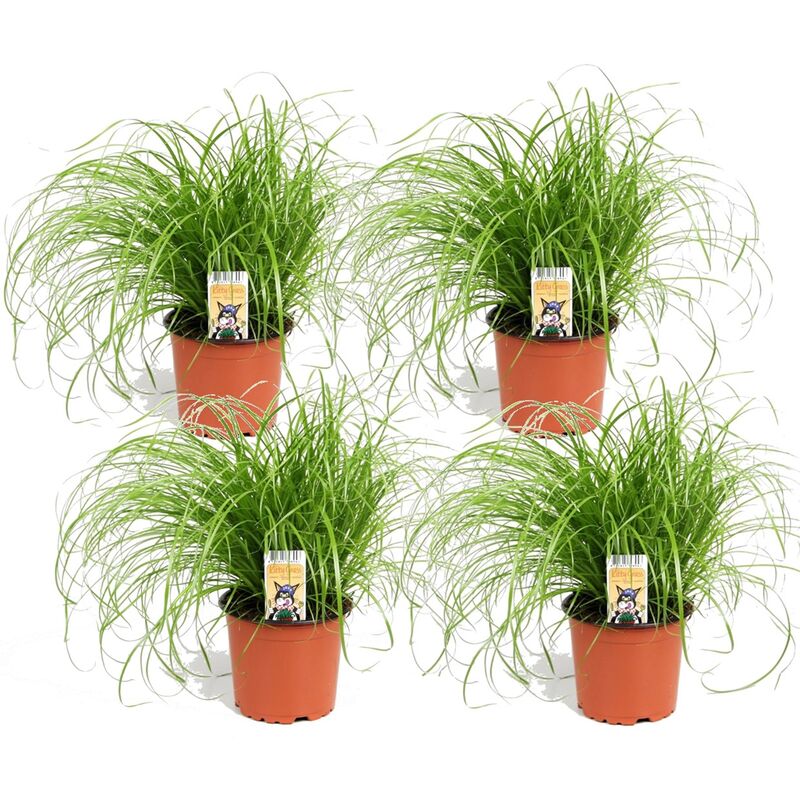 Cyperus - Set de 4 - Herbe à chat - ⌀ 12cm - Hauteur 30-40cm - Vert
