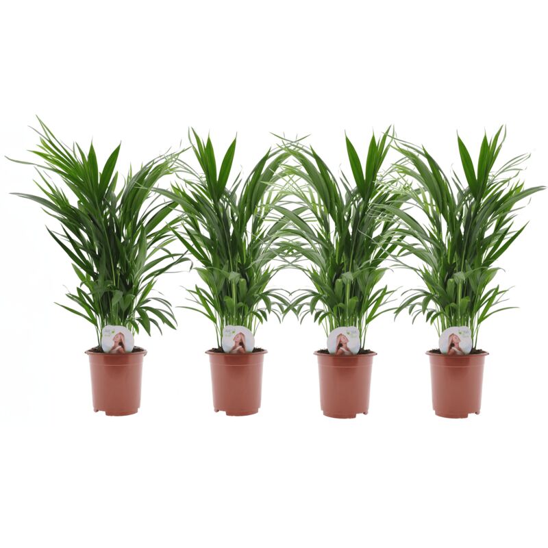 Plant In A Box - Dypsis Lutescens - Areca Palmier D'or - Set de 4 - Pot 17cm - Hauteur 60-70cm - Vert