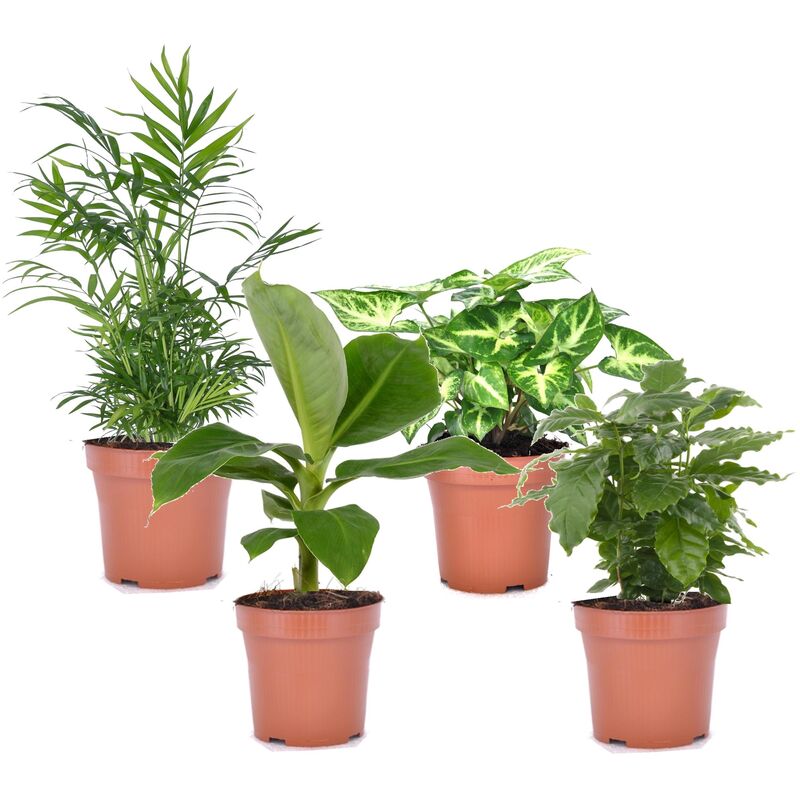 Plant In A Box - Mélange de 4 plantes d'intérieur - Pot 12cm - Hauteur 25-40cm - Vert