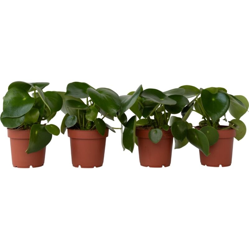 Plant In A Box - Pépéromie - Set de 4 - Peperomia polybotrya - Hauteur 20-30cm - ⌀12cm