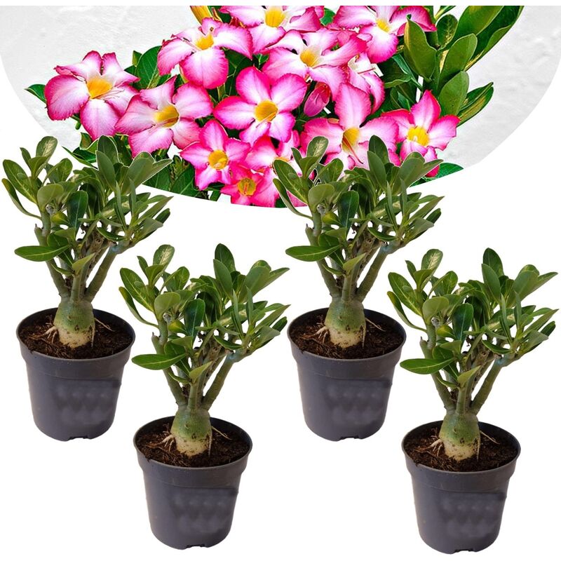 Plant In A Box - Adenium Obesum - Set de 4 - Roses du désert - Pot 10.5cm - Hauteur 25-40cm - Rose