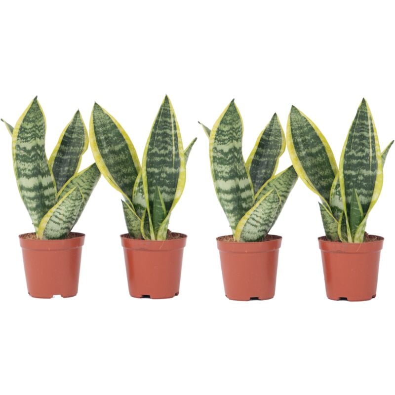 Langue de belle-mère - Set de 4 - Sansevieria 'Superba' - H35-40cm - ⌀12cm