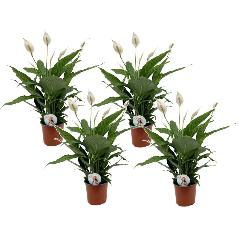 Plant In A Box - Spathiphyllum Lima 'lys de la paix' - Set de 4 - Pot 17cm - Hauteur 60-75cm - Blanc