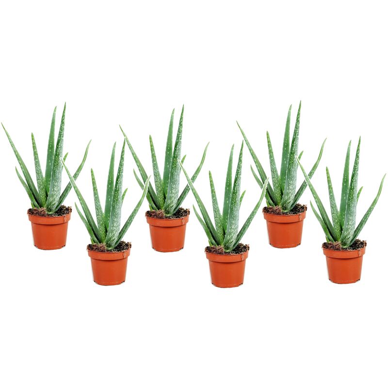Plant In A Box - Aloe Vera - Set de 6 - Succulentes - ⌀10,5cm - Hauteur 25-40cm - Vert