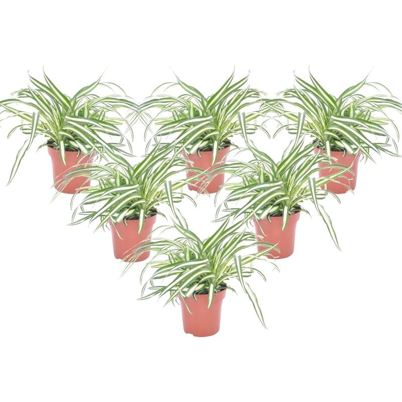 Chlorophytum comosum 'Atlantique' - Set de 6 - ⌀ 12cm - Hauteur 25-40cm - Vert