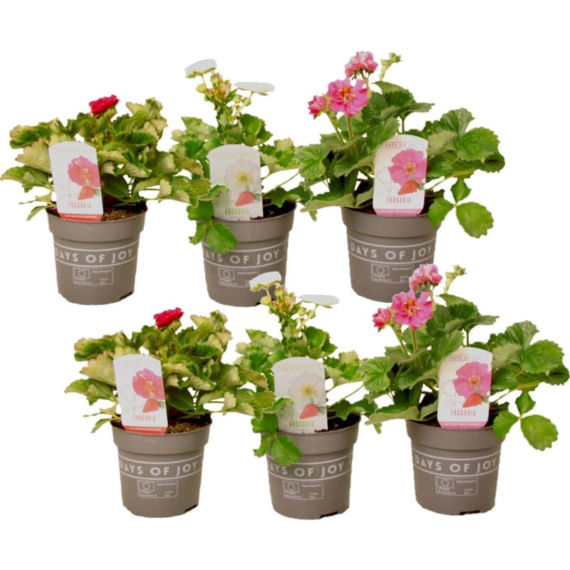 Plant In A Box - Fragaria 'Brise d'été' - Mélange de 6 - Pot 10.5cm - Hauteur 15-25cm - Multicolore