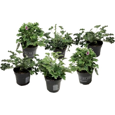 Set de 6 Geraniums Anti-moustiques - pot ⌀10.5cm - H.20-30cm (hauteur pot incluse)