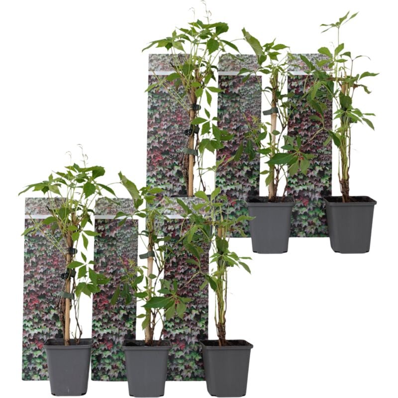 Vigne vierge - Set de 6 - Parthenocissus quinquefolia - Hauteur 25-40cm - ⌀9cm