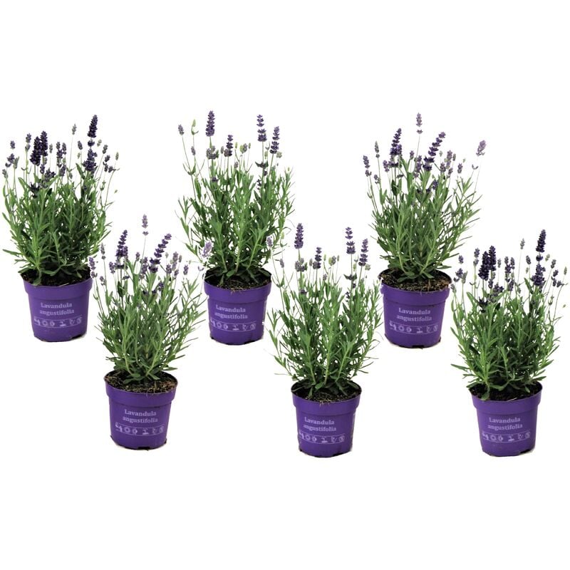Lavandula angustifolia - x6 - Plante de lavande - Pot 10,5cm - Hauteur 10-15cm - Violet