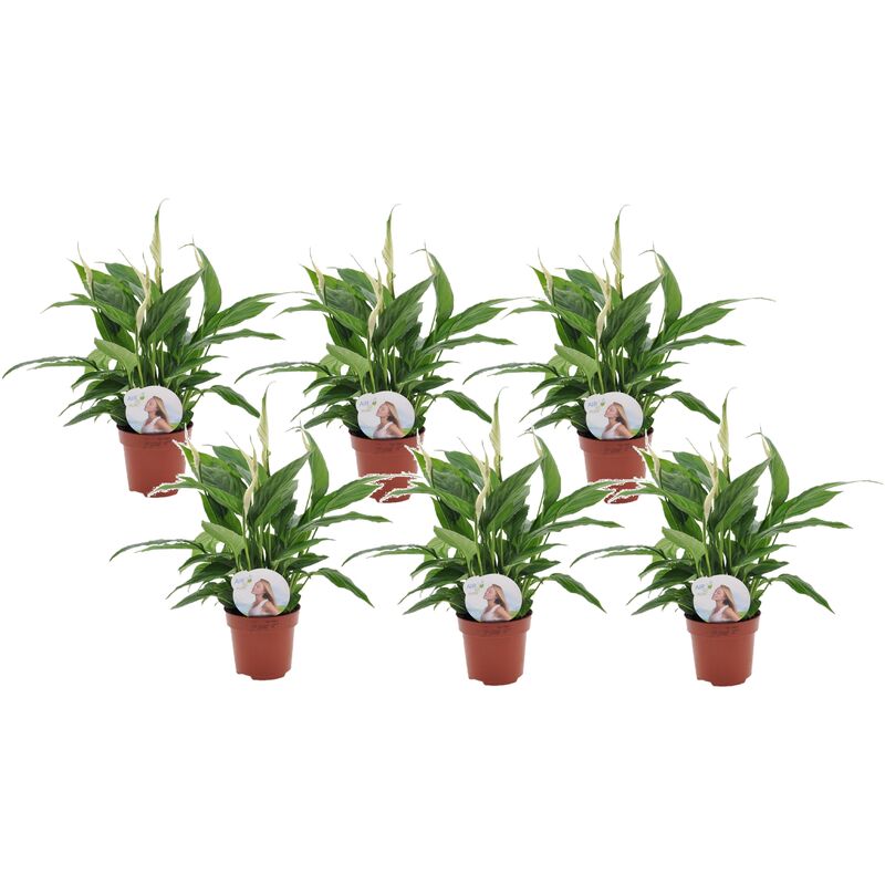 Plant In A Box - Spathiphyllum 'lys de la paix' - Set de 6 - Pot 12cm - Hauteur 30-40cm - Blanc