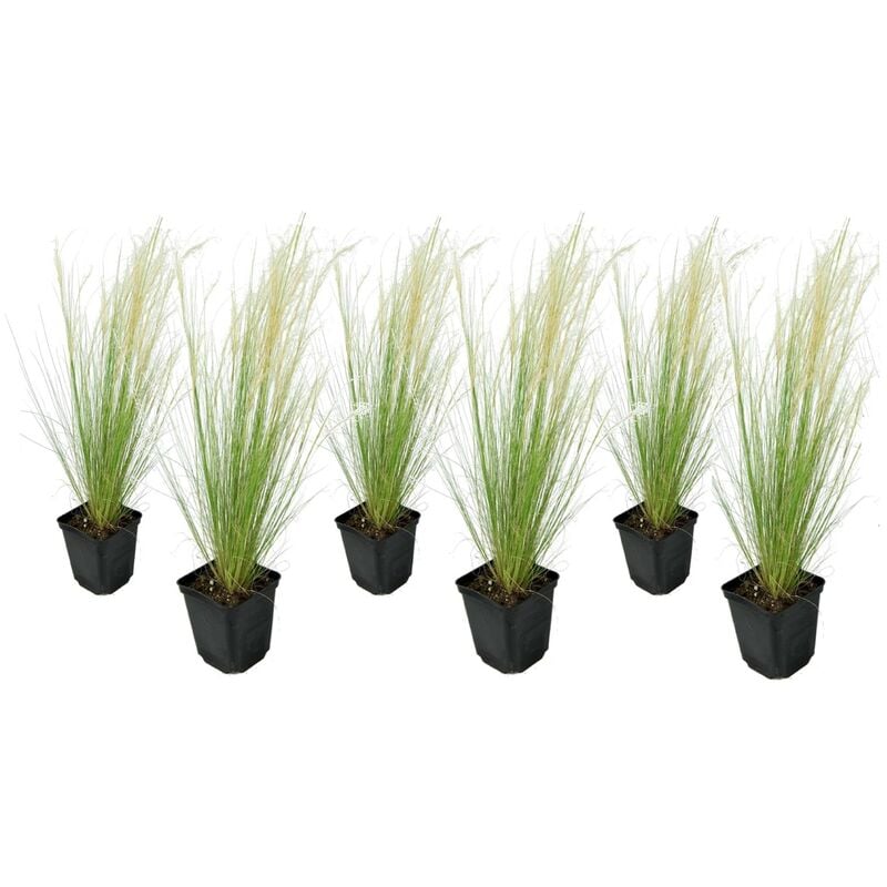 Plant In A Box - Stipa tenuifolia 'Pony Tails' - Set de 6 - Graminées - Pot 9cm - Hauteur 20-30cm - Vert