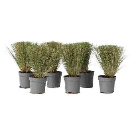 Set de 6 Stipas-pot ⌀10cm - H10-15cm (hauteur pot incluse)