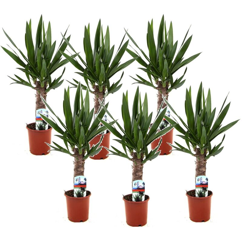 Plant In A Box - Yucca Elephantipes - Set de 6 - ⌀ 14cm - Hauteur 50-60cm - Vert