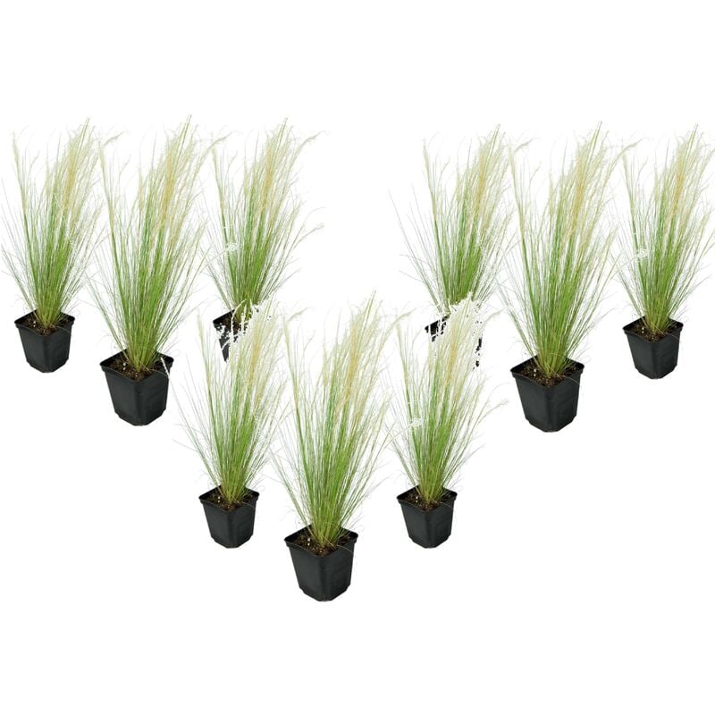 Plant In A Box - Stipa tenuifolia 'Pony Tails' - Set de 9 - Graminées - Pot 9cm - Hauteur 20-30cm - Vert