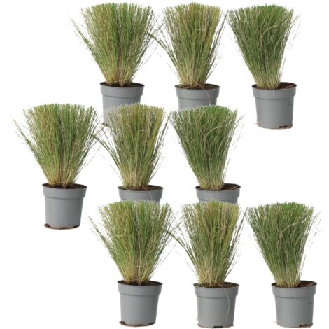 Set de 9 Stipas-pot ⌀10cm - H10-15cm (hauteur pot incluse)