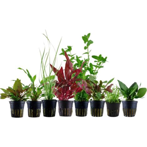 Set für 60 Liter Aquarien mit 8 Pflanzen Aquariumpflanzen Set Nr.136