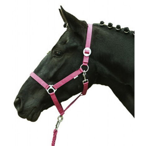 Shetty, Bluette 6700: Literie pour chevaux Stars economy Softice sans rembourrage