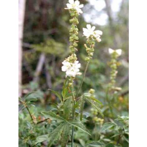 Sidalcea candida Godet de 8/9 cm