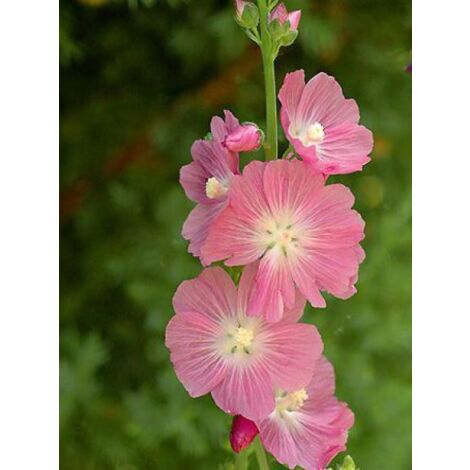 Sidalcea oregana 'Brilliant' Godet de 8/9 cm