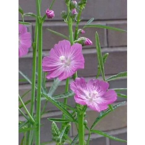 Sidalcea  'Party Girl' Godet de 8/9 cm