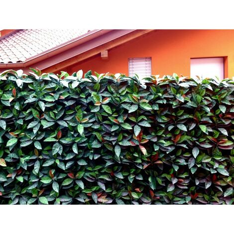 Siepe sintetica artificiale PHOTINIA foglia ZIGRINATA m 1x1