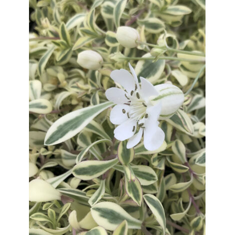 Silène maritime 'Druett's Variegated' Godet de 8/9 cm