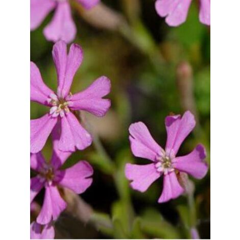 Silene schafta Godet de 8/9 cm