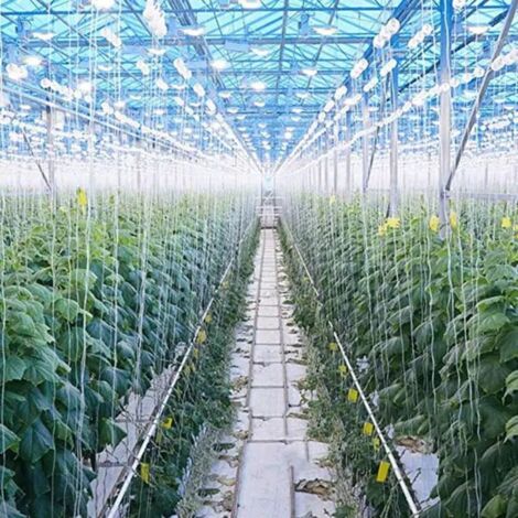 SJLERST Confezione da 10 ganci di supporto per pomodori con corda da 15 m, kit di tralicci per serra, gancio resistente per evitare che i pomodori vengano schiacciati o cadano