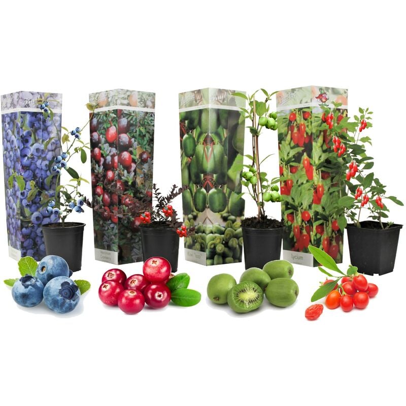 Plant In A Box - Smoothie - Mélange de 4 - Goji Cranberry Berry Kiwi - Pot 9cm - Hauteur 25-40cm - Blanc
