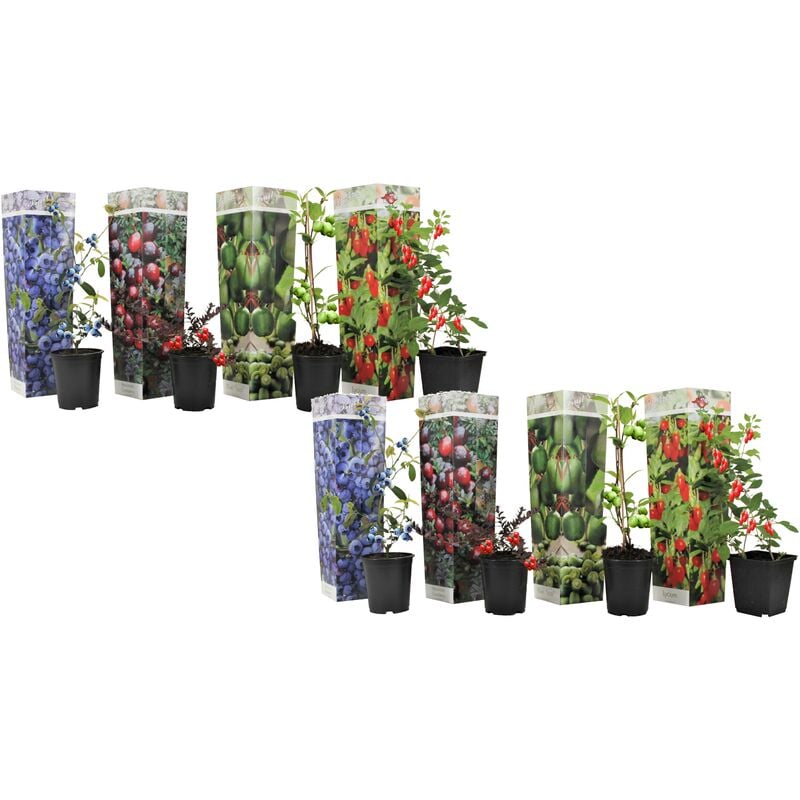 Plant In A Box - Smoothie - Mélange de 8 - Goji,Cranberry,Berry, Kiwi - Pot 9cm - Hauteur 25-40cm - Blanc