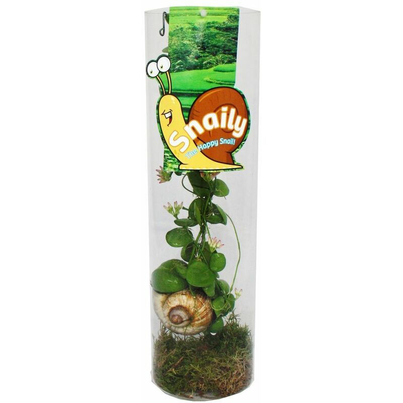 Snaily - La plante à coquille d'escargot - Dischidia pectenoides - en cylindre de verre acrylique