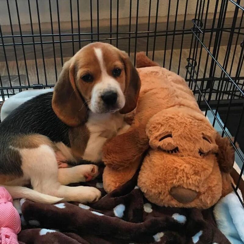 Snuggle Puppy Kit de début de soin des chiots