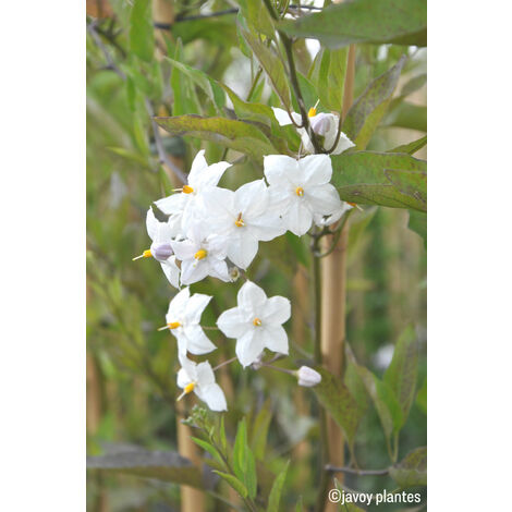 Solanum 'Album' Taille du pot - Pot de 3 Litres