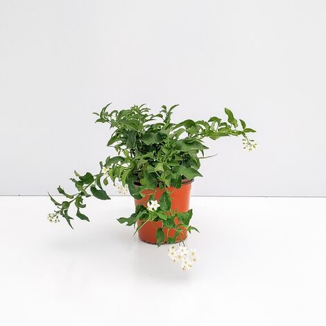 Solanum Bianco - Ø 17cm
