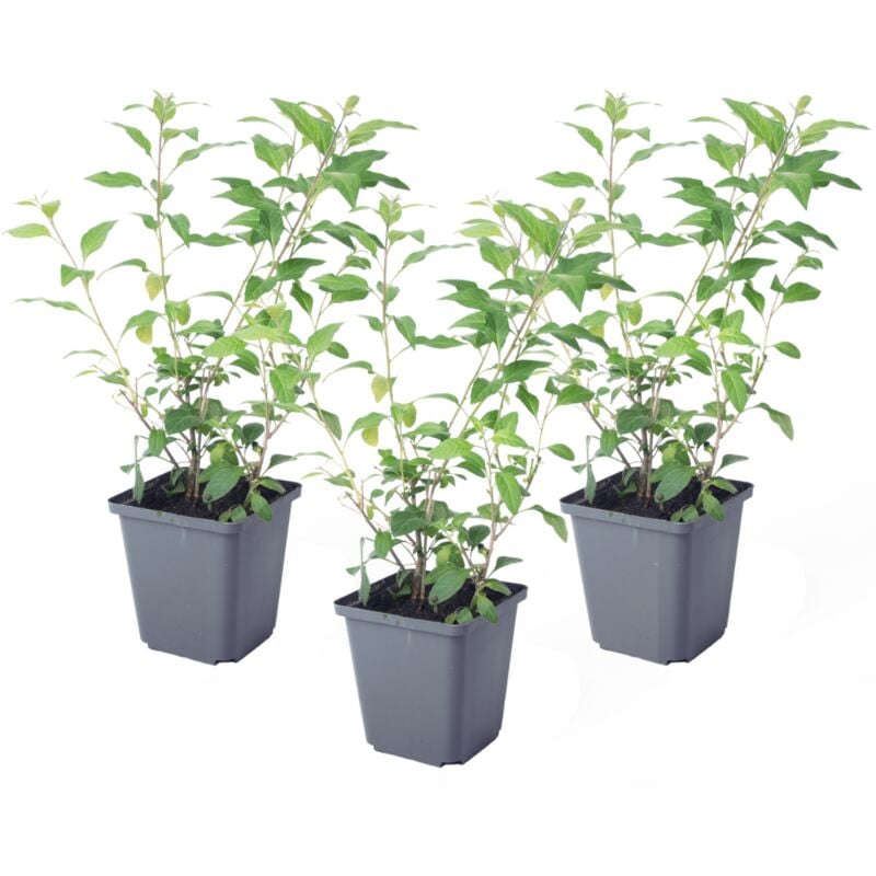 Plant In A Box - Solanum Rantonnetii 'Trésors de la nuit' - Lot de 3 - ⌀9 cm - Hauteur 25-40 cm - Violet