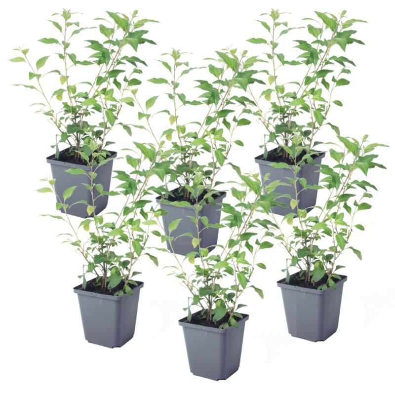 Plant In A Box - Solanum Rantonnetii 'Trésors de la nuit' - Lot de 6 - ⌀9 cm - Hauteur 25-40 cm - Violet