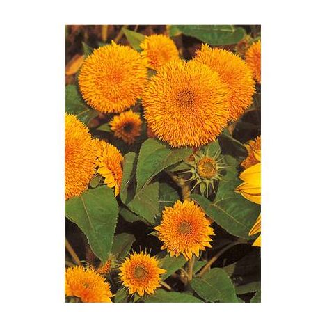 SOLEIL GEANT CALIFORNIE - 3 G - GRAINES DE FLEUR