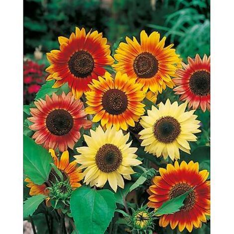 SOLEIL PASTICHE - 40 GRAINES - GRAINES DE FLEURS
