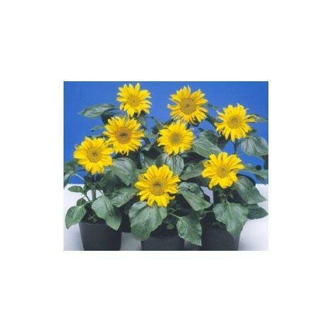 Soleil tournesol nain Sunspot jaune à coeur noir - 3g
