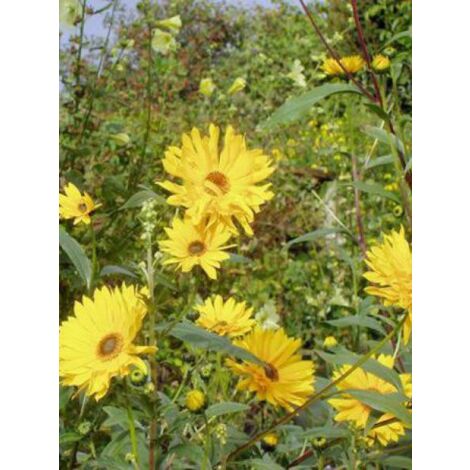 Soleil vivace 'Monarch' Godet de 8/9 cm
