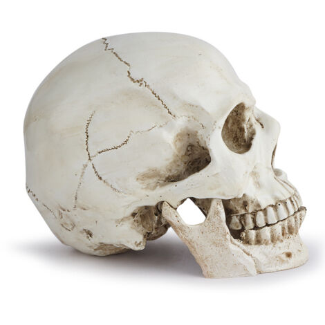 Sollbry Modelo de cráneo anatómico - Cráneo humano de resina realista - Decoración de cráneo a tamaño real para clases de anatomía médica y decoración de Halloween