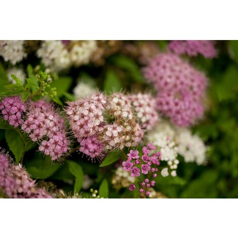 Sommerspiere 'Shirobana' Spiraea japonica 'Shirobana' C5 40-  60