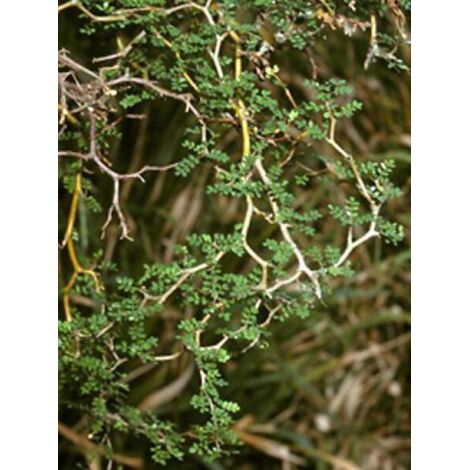 Sophora prostata 'Little Baby' Pot de 3L/4L