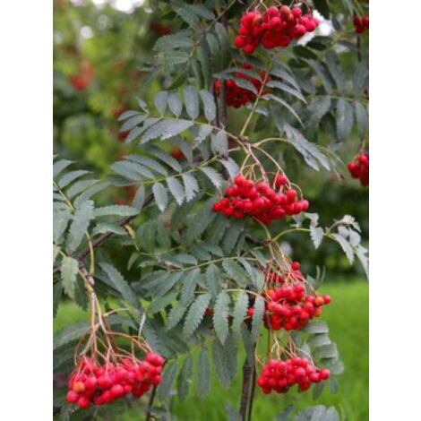 Sorbier des oiseleurs 30/40cm – Pot de 2L/3L – Fleurs blanches en corymbes – Exposition soleil, mi-ombre – Rusticité jusqu'à -23°C