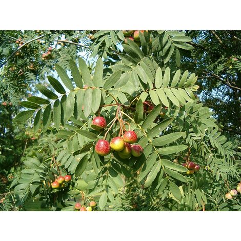 Sorbo domestico albero da frutto h 150cm 3 anni