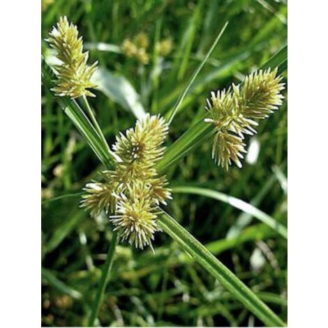 Souchet glabre Godet de 8/9 cm