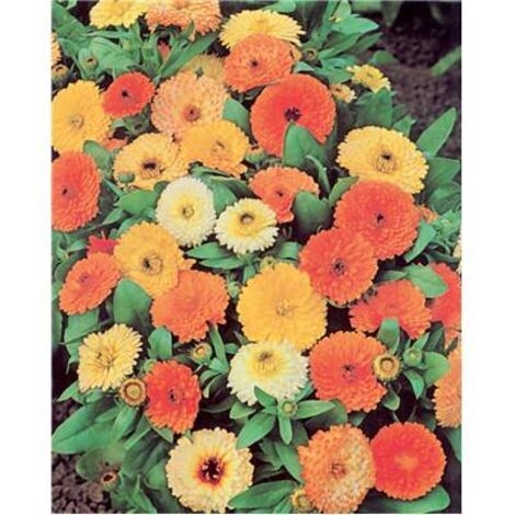 SOUCI FIESTA GITANA - 1.5 G - GRAINES DE FLEURS