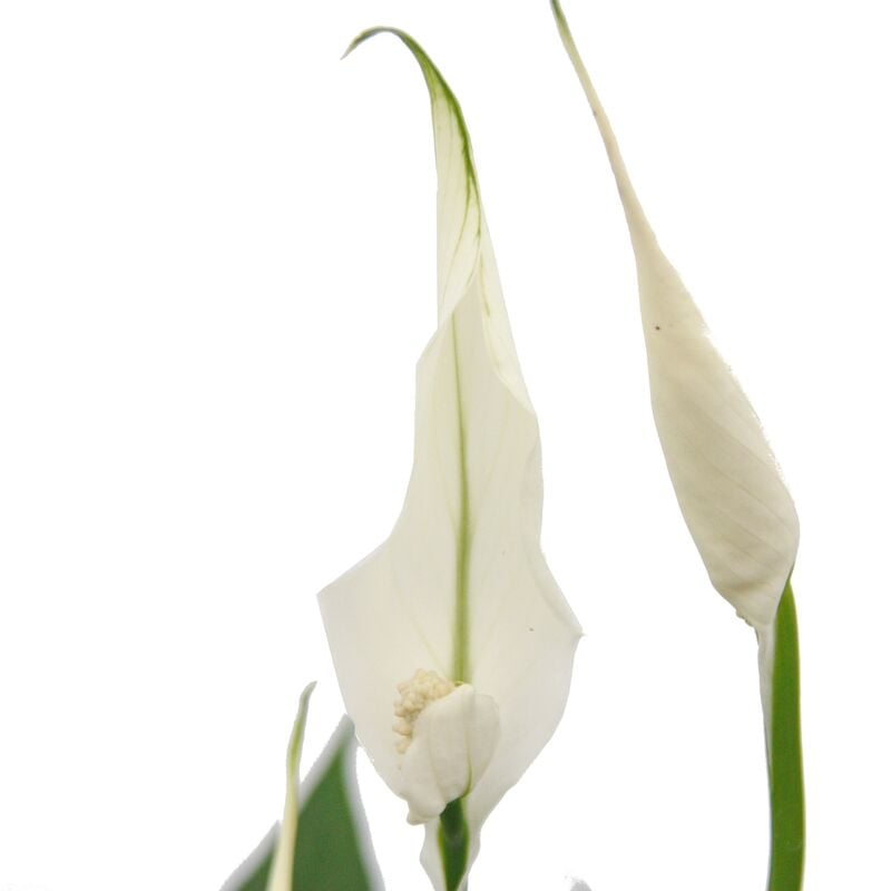 Spathiphyllum, feuille unique, 'Sweet Chico', 13cm pot
